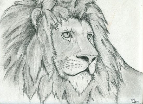 Dibujos de leones a lápiz