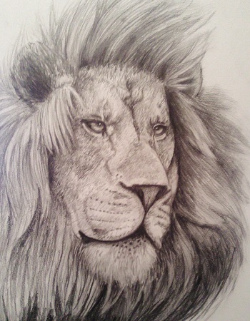 Dibujos de leones a lápiz