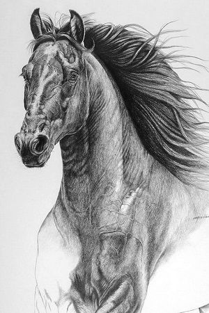 dibujo de caballo a lápiz