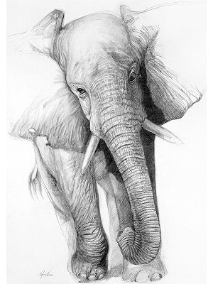dibujo de elefante a lápiz