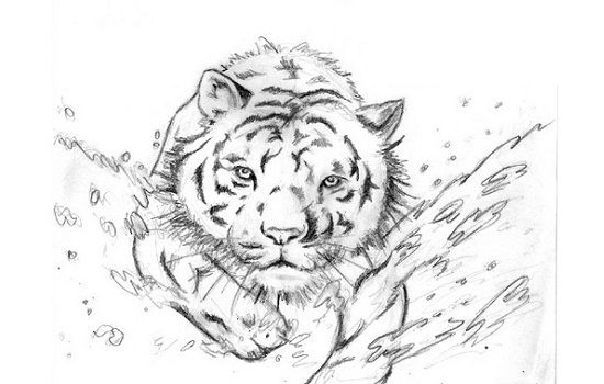 dibujo de tigre a lápiz