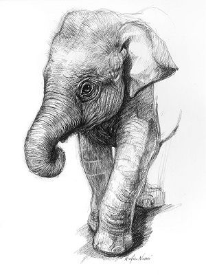 dibujo de un elefante a lápiz