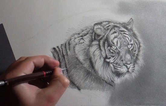 dibujo de un tigre a lápiz