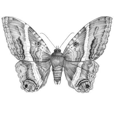 dibujo de una mariposa a lápiz