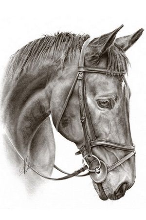 dibujos de caballos a lápiz