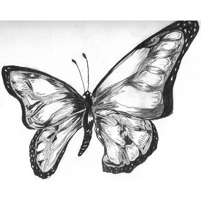 dibujos de mariposas a lápiz