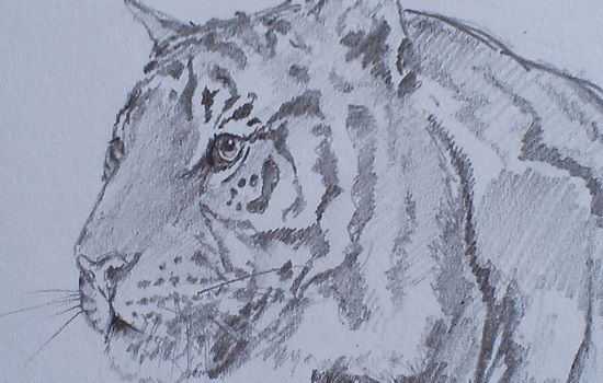 dibujos de tigres a lápiz