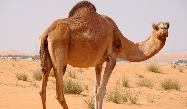 Descubre un montón de dibujos de camellos