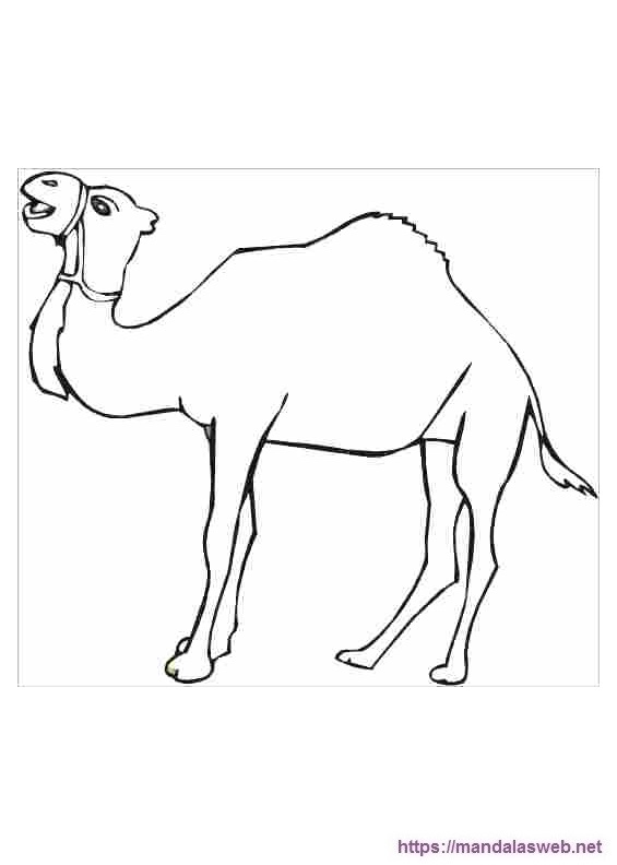 Dibujos de camellos para colorear