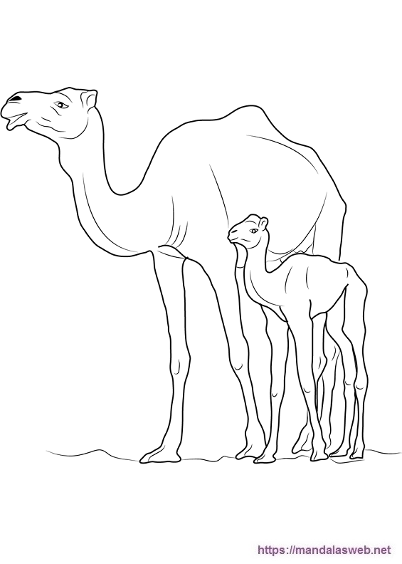 imagenes de camello para colorear