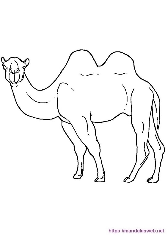 Dibujos de camellos y dromedarios para colorear e