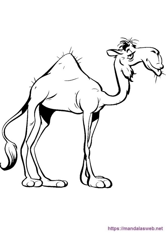 camello dibujo