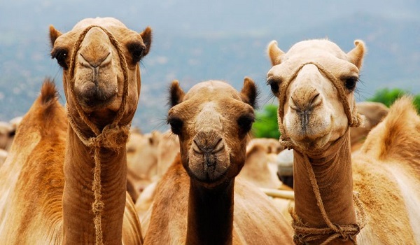 Dromedarios y camellos para colorear