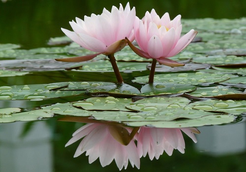 Descubre el significado de la flor de loto