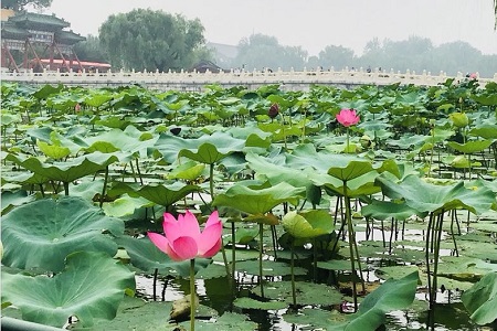Dónde crece la flor de loto