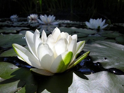 Flor de loto blanca