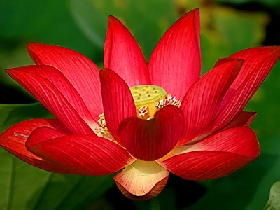 Flor de loto roja